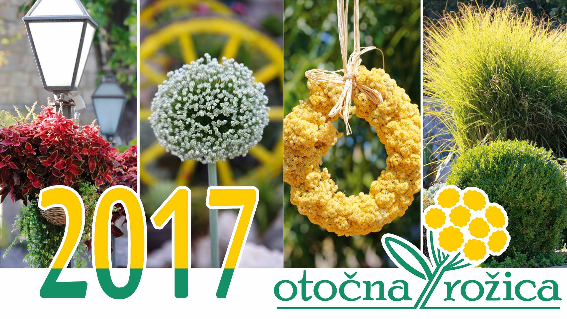 10. Otočna rožica